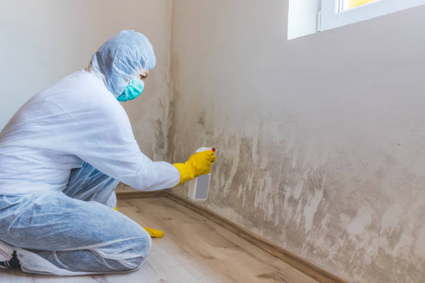 Licensed Commercial Mold Remediation service in Wayne, IL - WQB Mold Removal